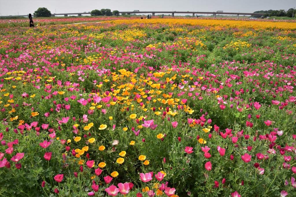 日本一ひろ～い