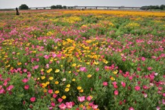 日本一ひろ～い