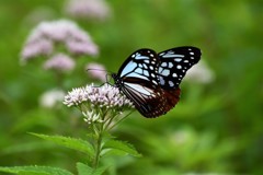 食後のデザート？