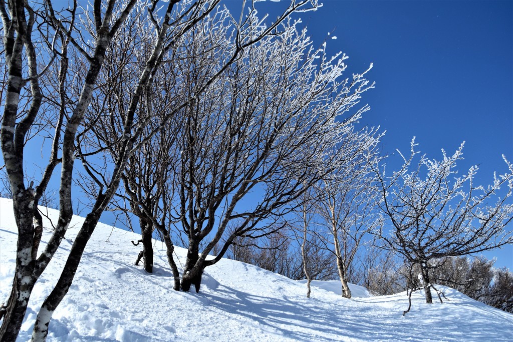 赤城ブルーに咲く