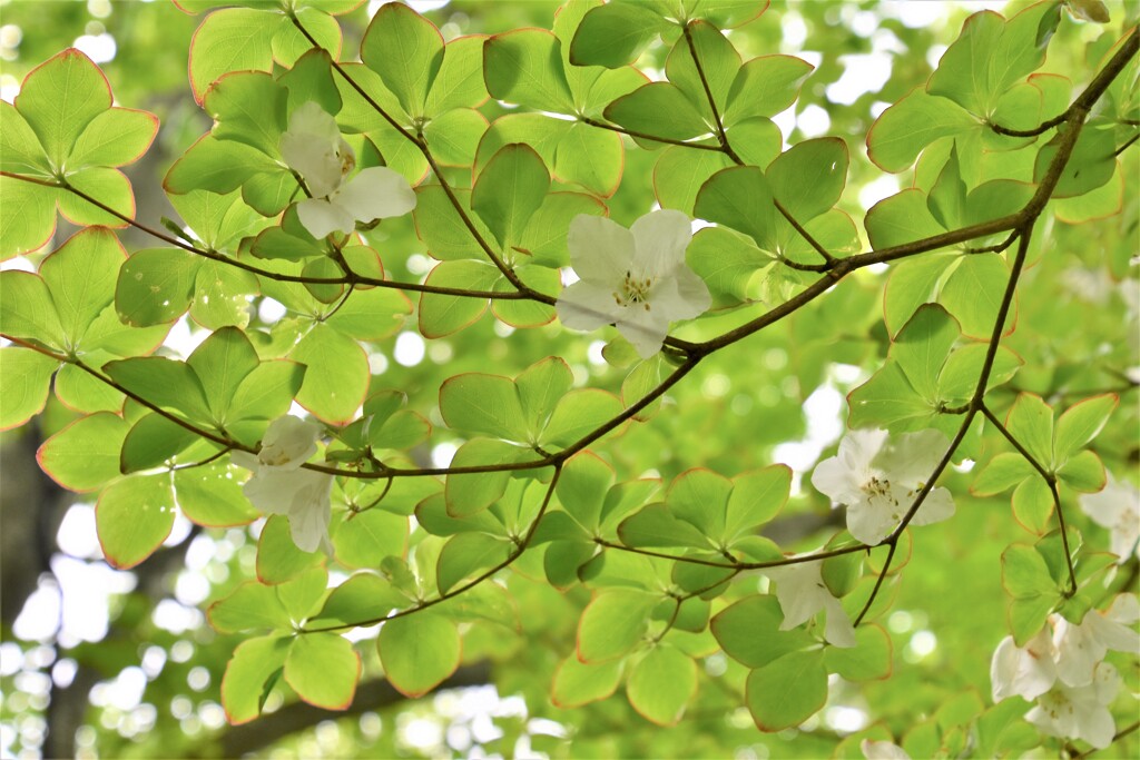 若葉のシロヤシオ