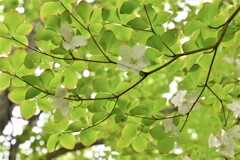 若葉のシロヤシオ