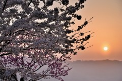 夜明けの桜２