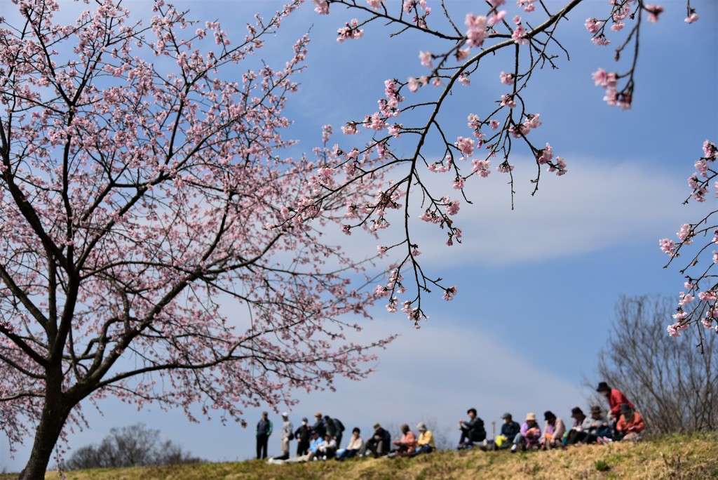 お花見日和
