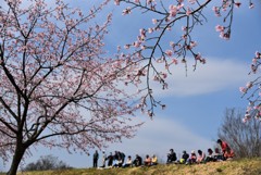 お花見日和