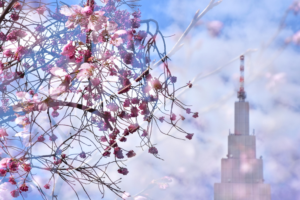 桜咲くころにはⅡ