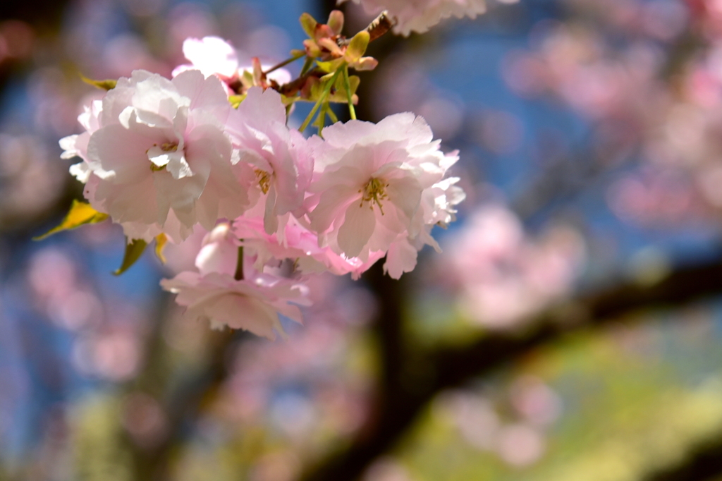 やはらかな想い