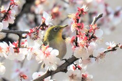 目移りの梅の蜜