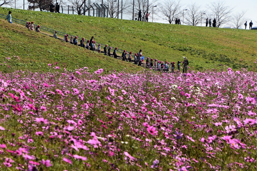 秋桜好日