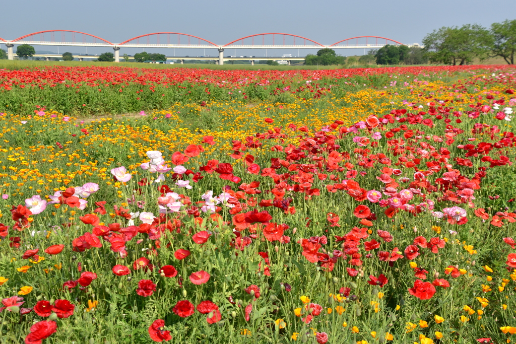 河川敷の花畑