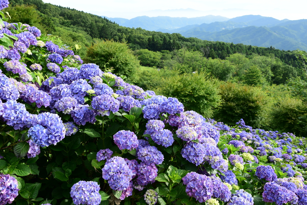 藍色の風が流れて