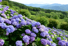 藍色の風が流れて