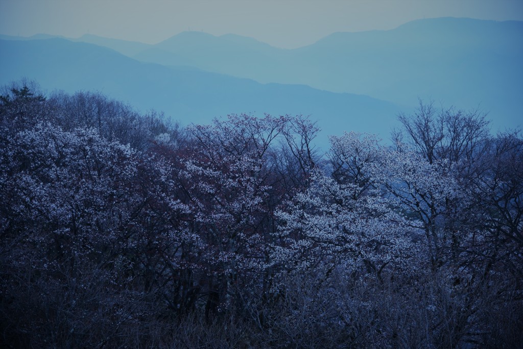 暁の桜
