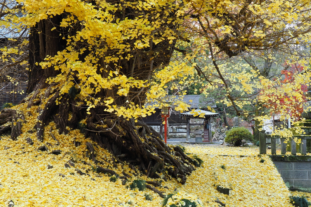 銀杏の古寺2