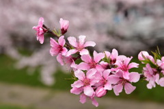 濃淡のバトンタッチ