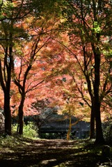 秋色光る道