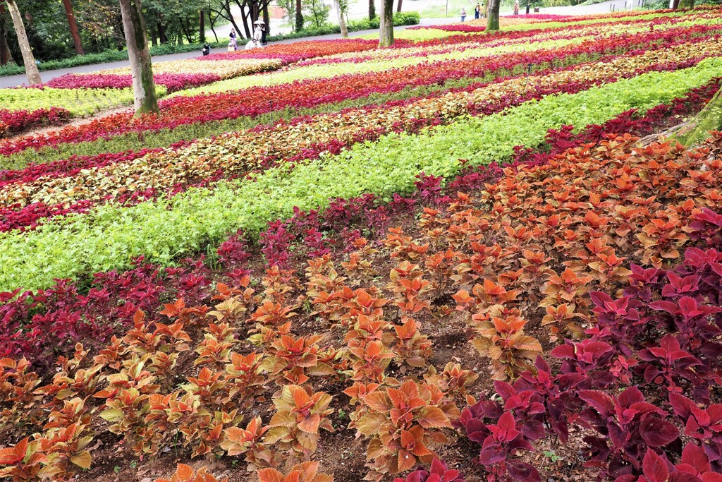 コリウスの森1