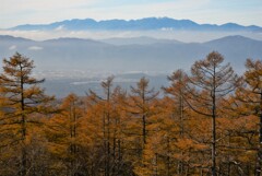 カラマツ林の秋