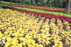 コリウスの森2