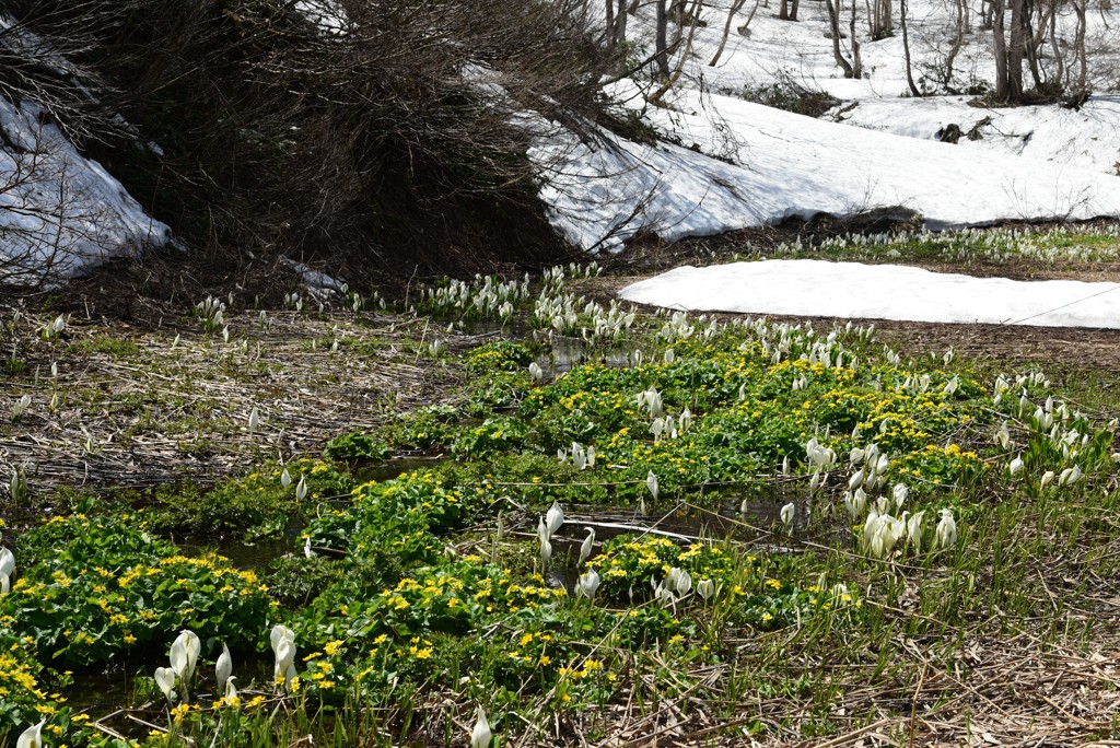 雪解けを待って