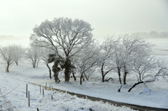 朝霧の雪原