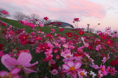 コスモスの夕べ
