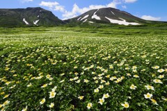 白鳥舞う雲上花畑