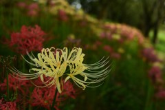 再び会える楽しみを