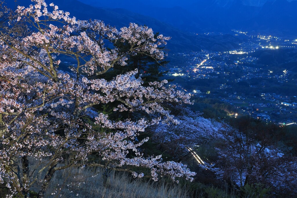 盆地の桜宵1