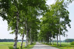 涼風の白樺並木