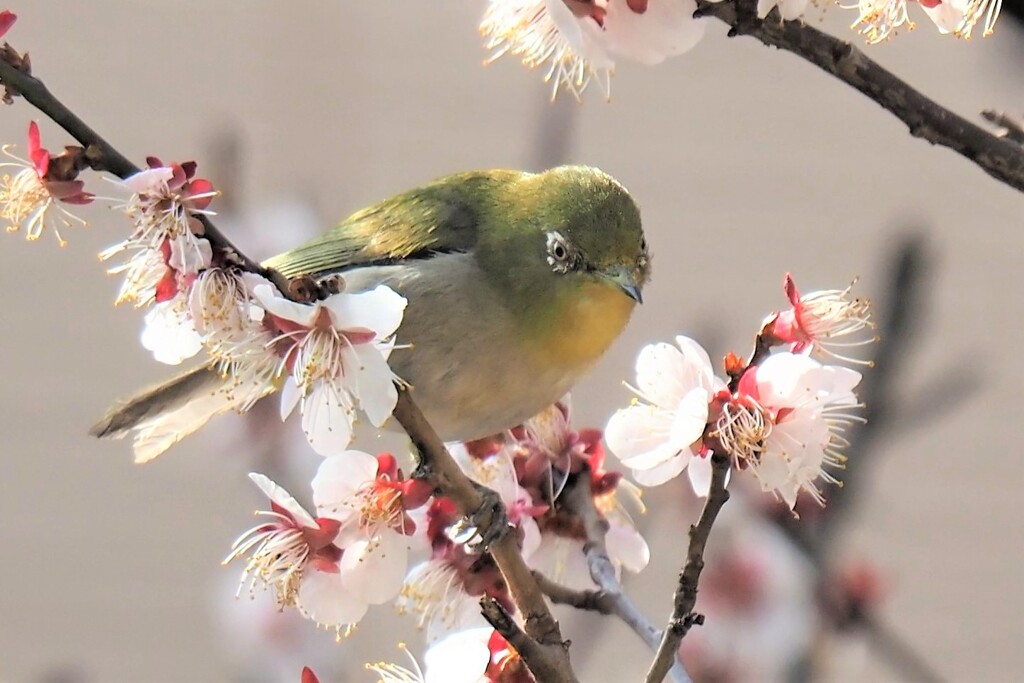 花より蜜