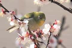 花より蜜