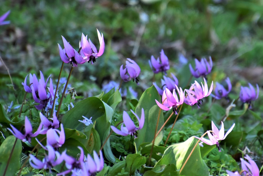 春のメッセンジャー