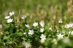 春のメッセンジャー３