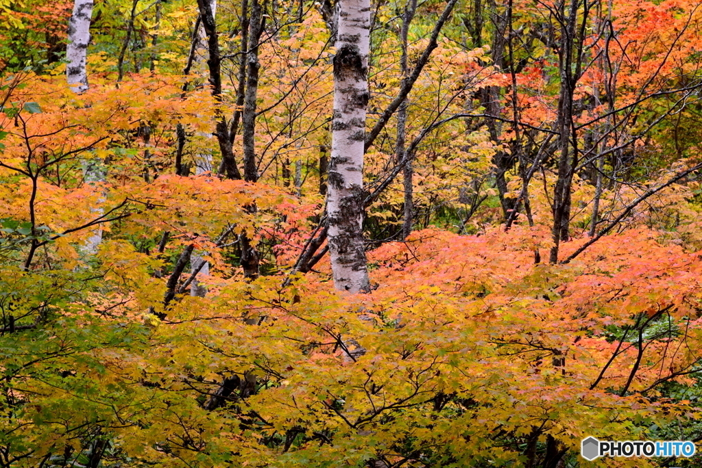 秋色に囲まれて