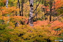 秋色に囲まれて