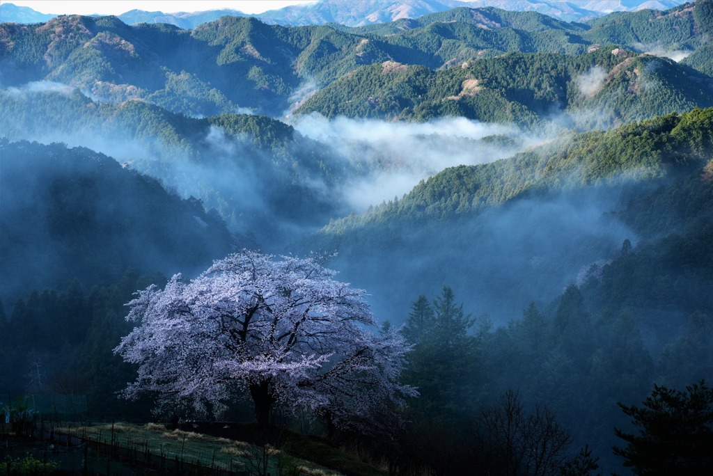 雨上がりの朝に