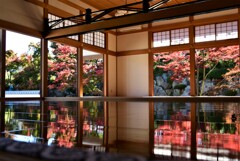 宝徳寺、床もみじ