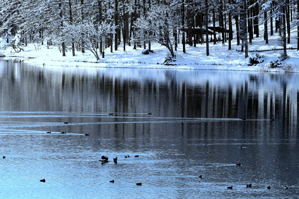 大座法師池の朝