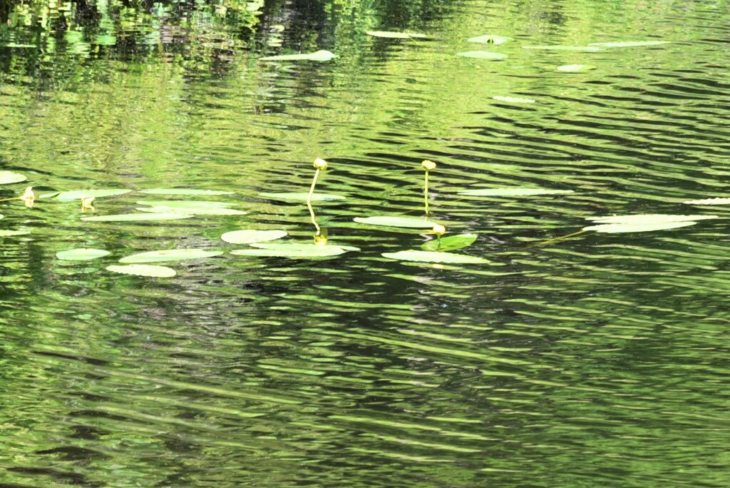 遊ぶ水草