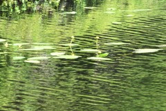 遊ぶ水草