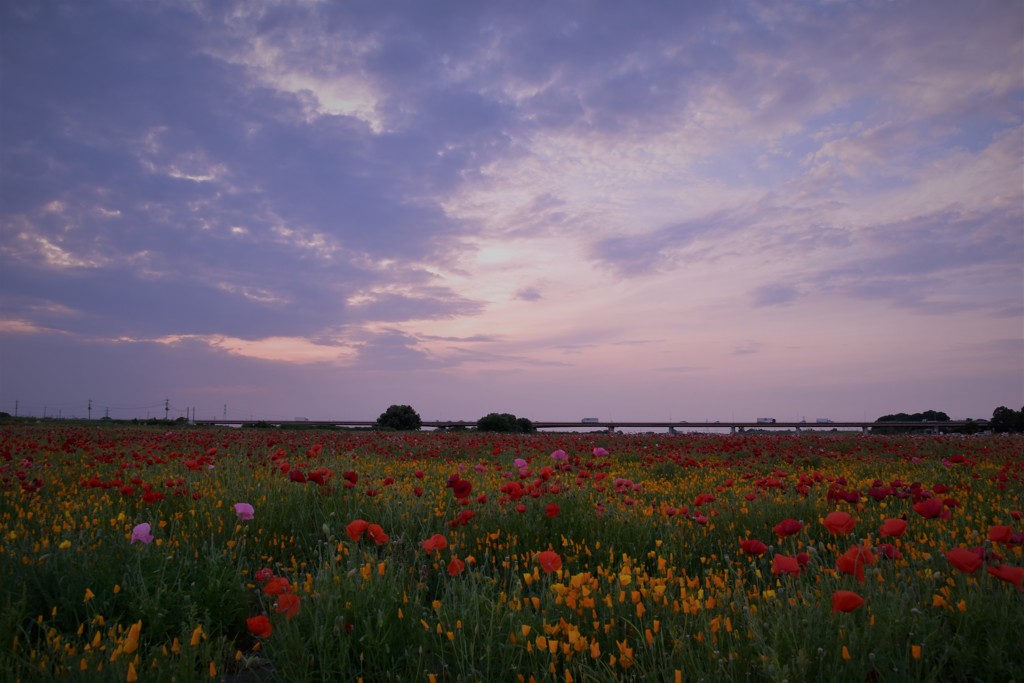 黄昏の花畑