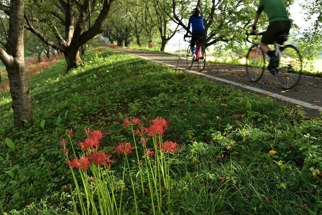 彼岸花ロード