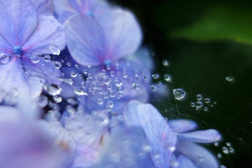 紫陽花の季節1