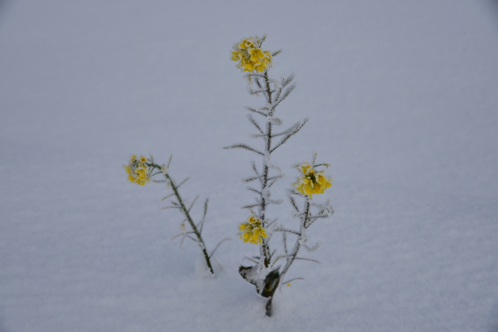 春少しお待ちを