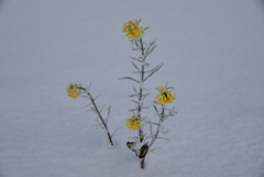 春少しお待ちを