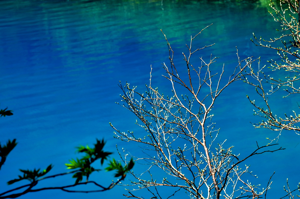 エメラルドグリーン