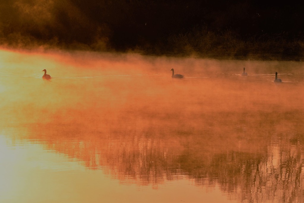 ハクチョウの朝