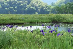 湿原のアヤメ
