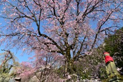 しだれ桜とともに